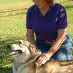 animal healing session with a dog