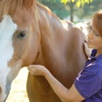 lakeshore healing - nancy with a horse